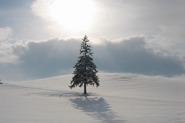 christmas tree inbiei