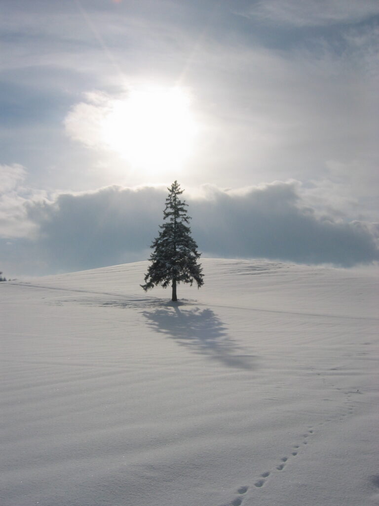 the christmas tree called in biei, hokkaidou panoramio